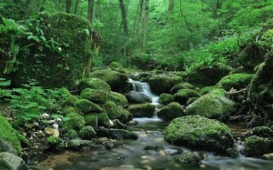 green-forest-live-wallpapers-2-3-s-307x512