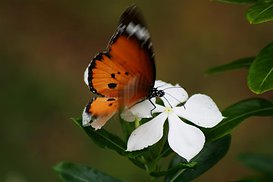 d075d253771f7e1509844cbd5a12d080.jpg_srz_273_182_85_22_0.50_1.20_0