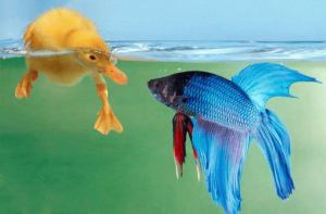 duck_under_water_and_fish