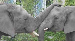 elephant_love