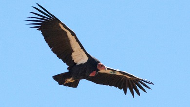 1220_condor-bird_390x220