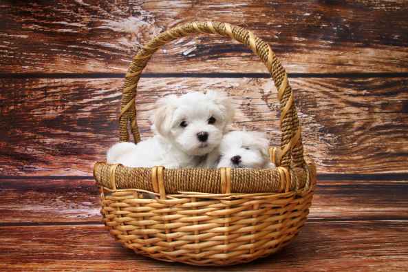 adorable animal baby basket