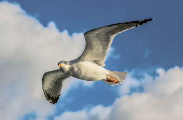 close up photo of flying seagull