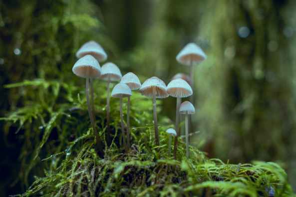 white fungi